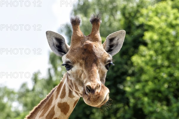 Giraffe