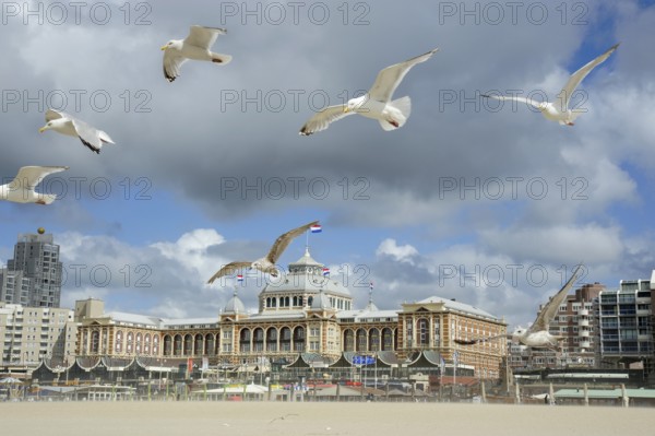 Seagulls on the beach in front of the Steigenberger spa hotel Hotel, Scheveningen, The Hague, Dutch North Sea coast, Zuid-Holland, Nederland, the Netherlands