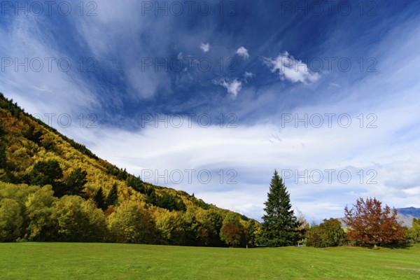 Forest with autumn leaves in Arrowtown, New Zealand, Oceania