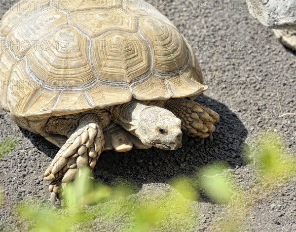 The creeping turtle in nature