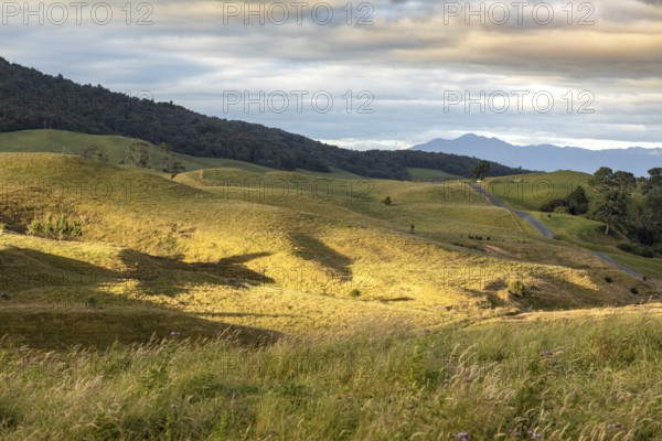 An image of a typical rural landscape in New Zealand