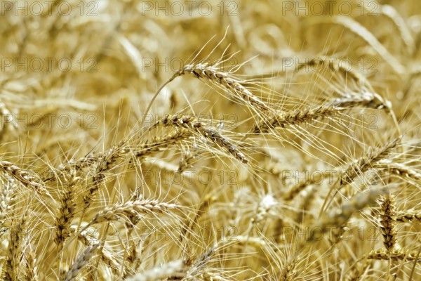 Ripe yellow ears of corn on a background field