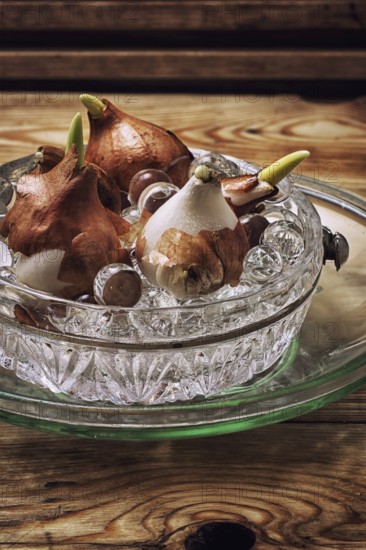 Germinated and prepared for planting spring bulbs plants