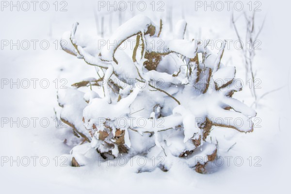 The texture of the branches covered in snow. Winter tree