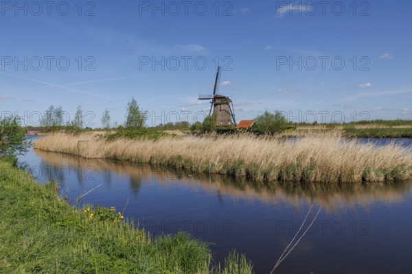 Windmill on the water, surrounded by reeds and meadow under a bright blue sky, historic windmills in front of a blue sky on a canal in the netherlands, kinderdijk, the netherlands