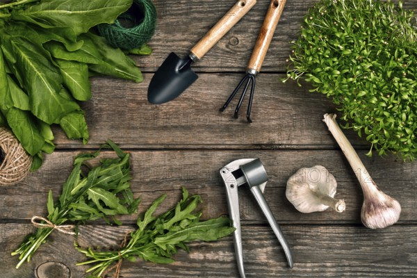 Gardening tools and greenery on wooden table. Spring in the garden. Top view. Still life. Flat lay. Copy space