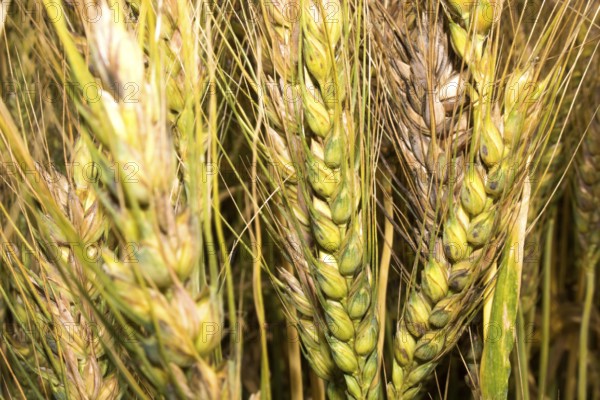 Green wheat field, Green wheat close up, Background of ripening green wheat field