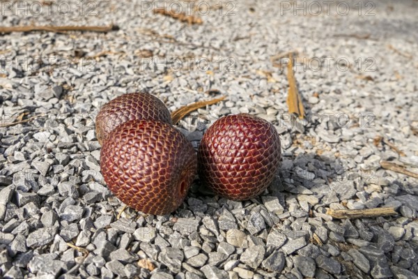 Close-up of hree seed capsules on road surface
