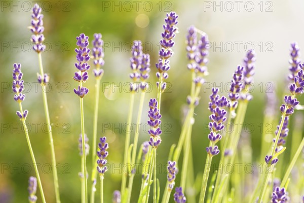 Closeup macro shot of scenic purple lavender flowers in the sunlight