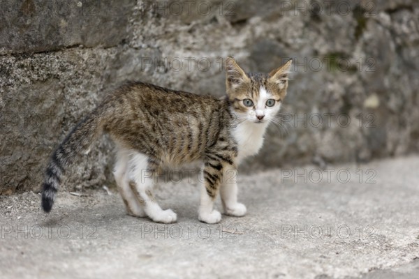 Cute stray kitten standing on a sidewalk in the Old Town of Kotor, Montenegro, Europe