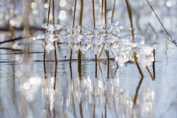 Frozen ice crystals on branches over a wintery body of water in sunlight, Sipplingen, Lake Constance, Baden-Württemberg, Germany, Europe