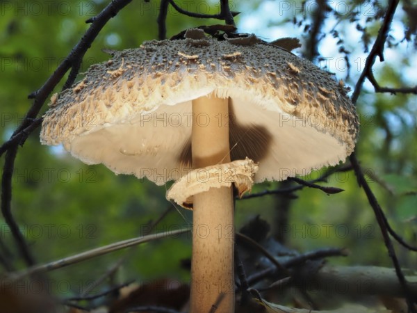 Mushroom Parasol mushroom (Macrolepiota procera), blurred background, North Rhine-Westphalia, Germany, Europe