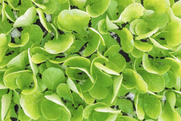 Lettuce seedlings, Green lettuce plants vegetable background. Lettuce farm