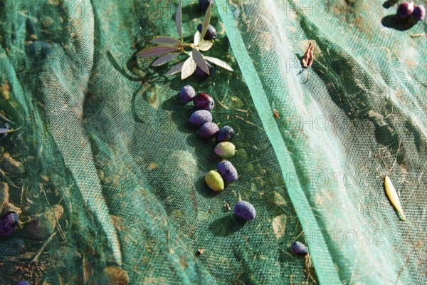 Olives texture in harvest with net at Mediterranean
