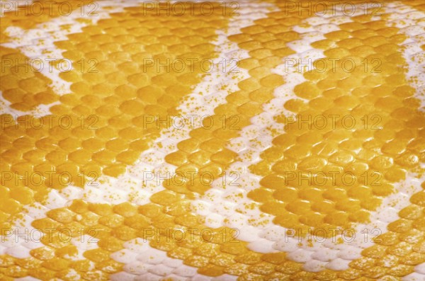 Yellow Python Skin Background Daugavpils, Latvia, Europe