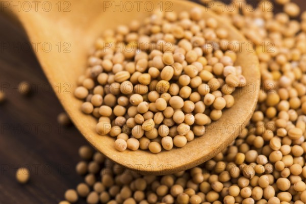 Spicy mustard seeds in a wooden background