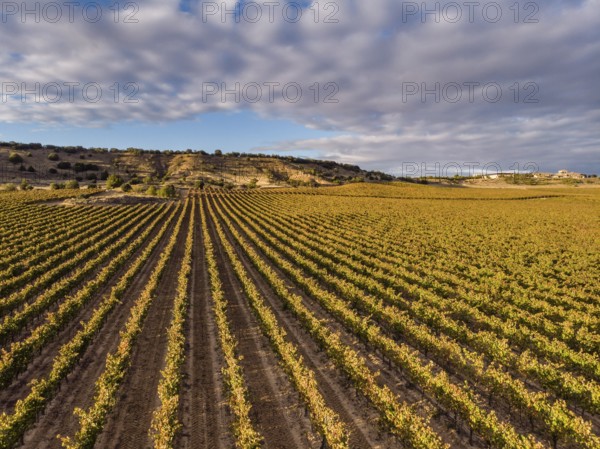 Field of vines, Aranda de Duero, Burgos province, Spain, Europe
