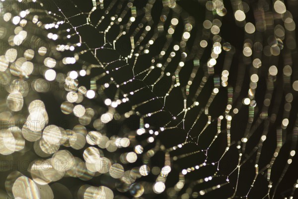 Abstract background from morning dew on a spider web. Nature inspiration