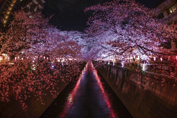Cherry blossoms in full bloom of Meguro River. Shooting Location: Tokyo metropolitan area