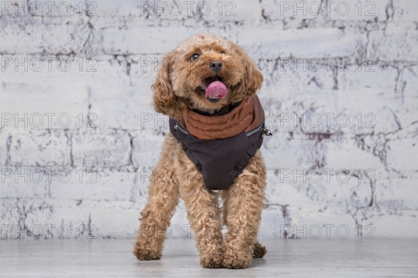 Small funny dog of brown colour with curly hair of toy poodle breed posing in clothes for dogs. Subject accessories and fashionable outfits for pets. Stylish overalls, suit for cold weather for animal