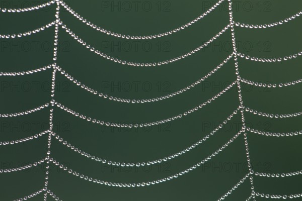 Spider web in morning dew, Spider web in morning dew