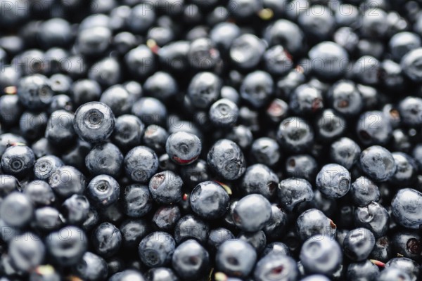 A close-up view of fresh blueberries closely packed together
