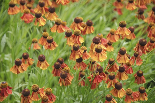 Sunflower (Helenium 'Flammenrad')