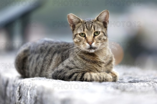 Cute stray cat looking at camera on a sidewalk in the Old Town of Kotor, Montenegro, Europe