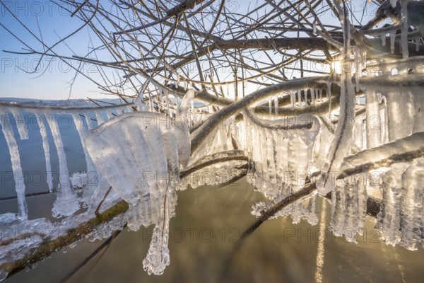 Frozen branches with detailed icicles in the sunlight, Niederzell, Reichenau, Lake Constance, Baden-Württemberg, Germany, Europe