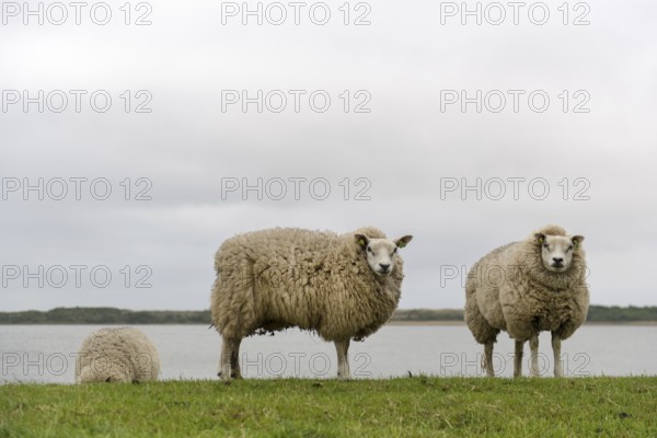 Texel sheep on dyke at Dutch wadden island