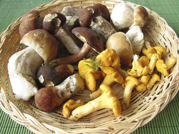 Wild mushrooms in a basket