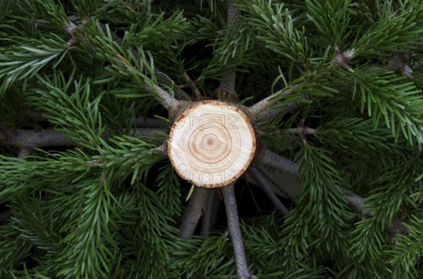 Christmas tree cut down