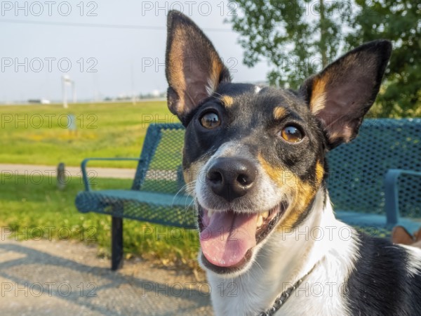 A toy fox terrier dog with short fur stands alert in a park next to a green bench. The dog appears friendly