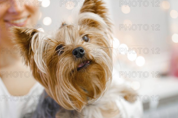 Yorkshire Terrier with a curious head tilt