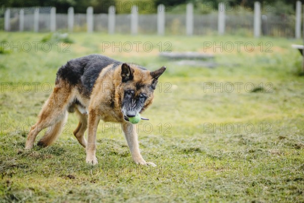 A German Shepherd carries a green ball in its mouth in a grassy field