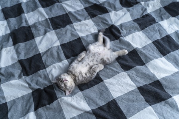 Small purebred scottish straigth kitten lies on his back on plaid blanket on tbed and sleeps cute. Adorable little pet. Sweet child animal. Tabby Scottish kitten dream sleeps. Love for animals concept