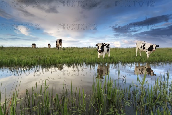 Cows on pasture by river over sunset sky