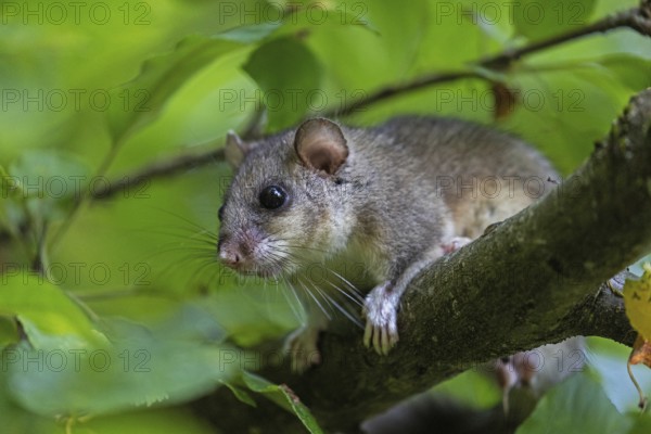 Dormouse (Glis glis), Animals, Mammals, Dormice, Nocturnal, Rodents, Baden-Württemberg, Federal Republic of Germany