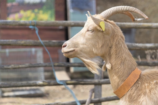 Detail of brown goat outdoor