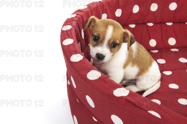 Red spotted empty pet bed with little Jack Russel puppy