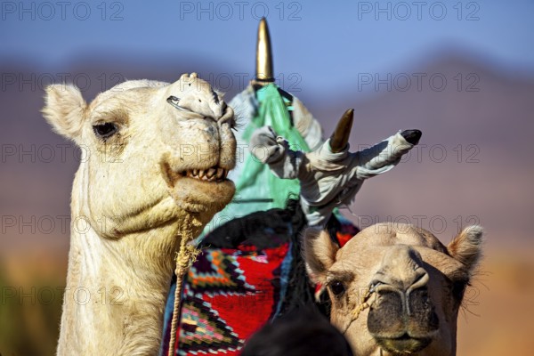 Close-up of two camels with traditional saddle and bright colours in the desert, Tuareg with his camel caravan in the Sahara in Algeria