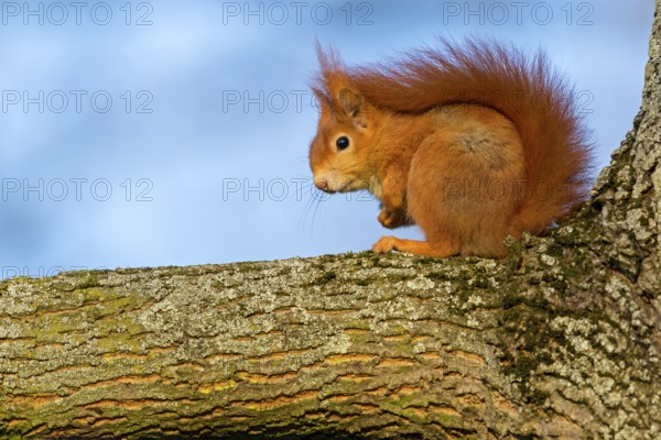 Squirrel, (Sciurus vulgaris vulgaris), animals, mammals, tree squirrel, family of squirrels, sitting on tree trunk, Rosensteinpark, Stuttgart, Baden-Würrttemberg, Federal Republic of Germany