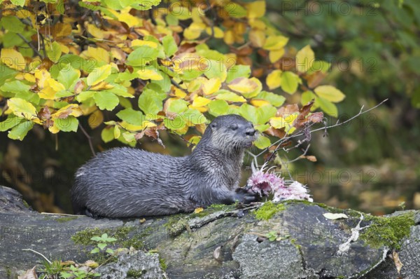European otter (Lutra lutra)