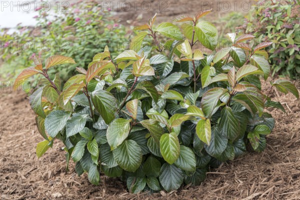 Viburnum SHINY DANCER, Anchers Havecenter, Grand Haven, Michigan, United States of America