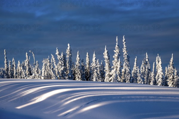 Snow-covered conifers under a clear blue sky with long shadows, Yukon, Canada, North America