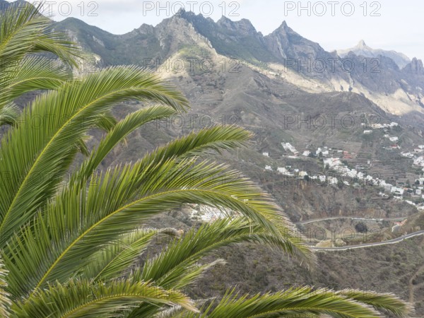 Large palm leaf in the foreground with mountain landscape and houses on the coast in the background, mountains and valleys on an island in the Atlantic with palm trees and mountain villages, Tenerife, Spain, Europe