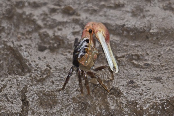 Fiddler crab (Decapoda)