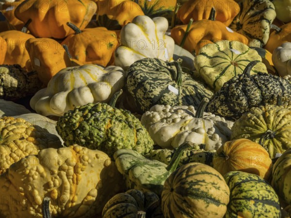A variety of pumpkins in different colours and shapes, placed together in the picture, borken, münsterland, germany