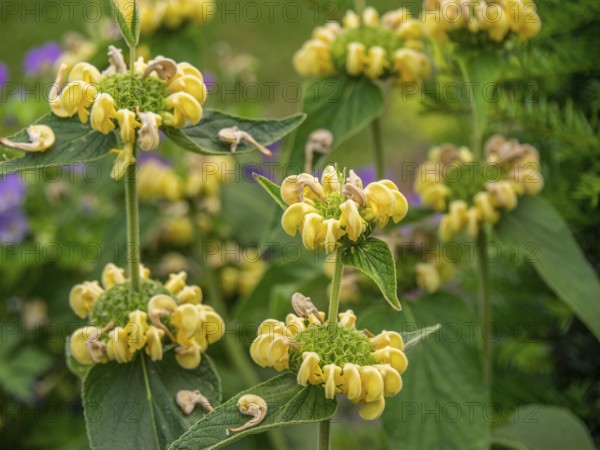 Close-up of yellow flowers with green leaves in the garden. Lively and cheerful mood, borken, münsterland, germany