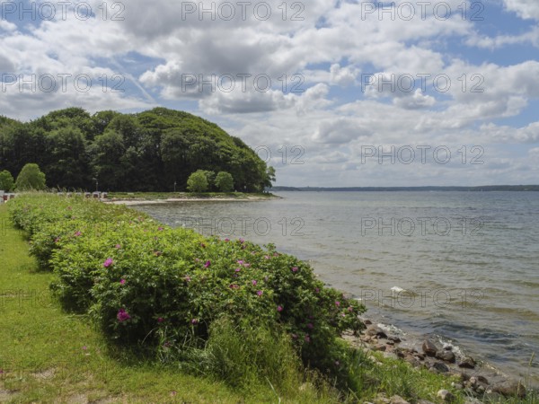 Beautiful coastline with flowering shrubs, forest and cloudy sky, glücksburg, schleswig-holstein, germany